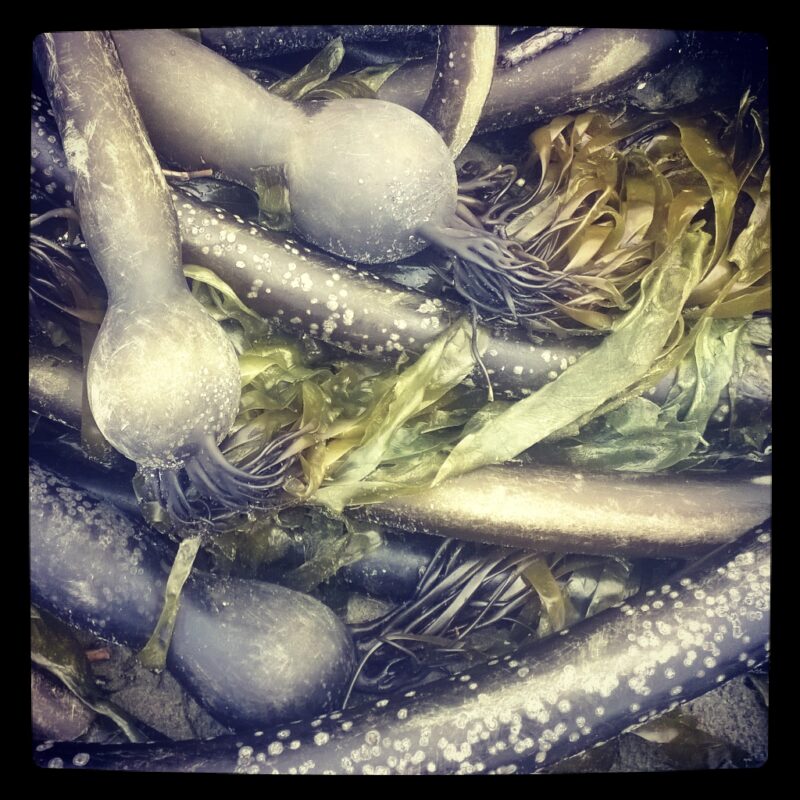 Wild Seaweed Sylk Moisture Balm - Image 2